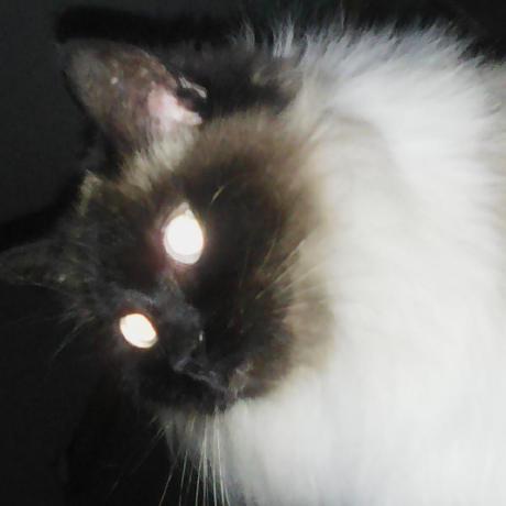 cat